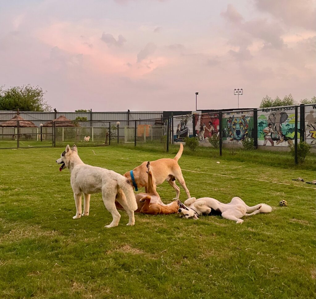 pet park
